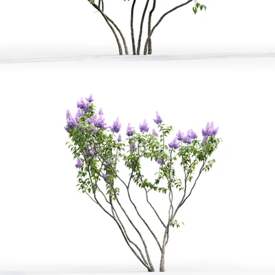 Syringa vulgaris # 2 — Ver 3