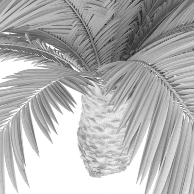Canarian date Phoenix Canariensis V5 February+December — Ver 3