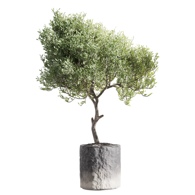 Set of indoor living plants in pots 34 — Descargar