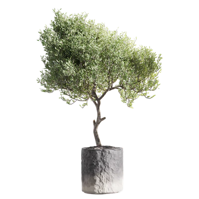 Set of indoor living plants in pots 34 — Ver 5