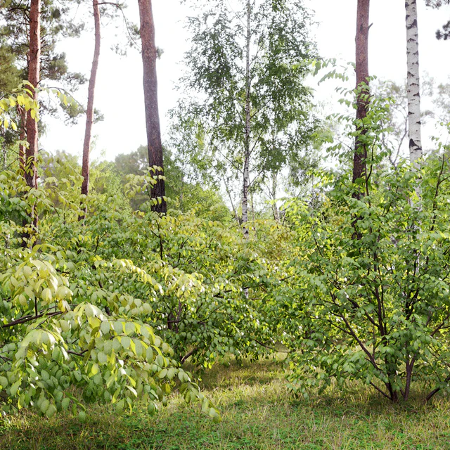 Euonymus forest — Descargar