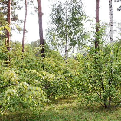 Euonymus forest — Ver 7