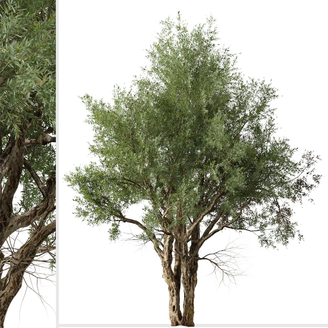 Set of Eucalyptus Camaldulensis Tree ( River Red Gum ) (2 Trees) — Скачать