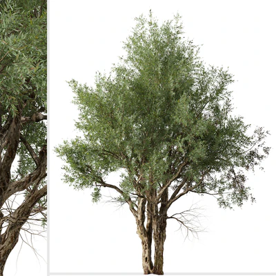 Set of Eucalyptus Camaldulensis Tree ( River Red Gum ) (2 Trees) — Вид 6