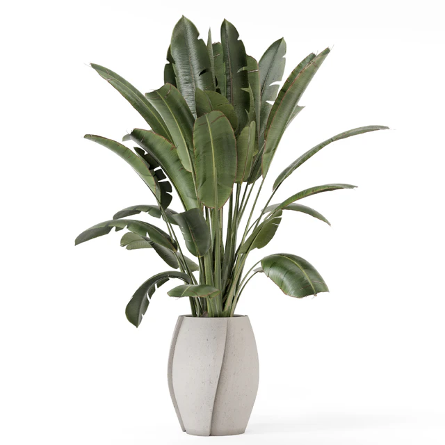 Indoor Plants  in rusty Concrete Pot - Set 1612 — Скачать
