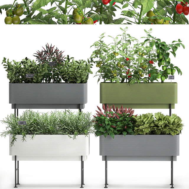 Collection of potted plants Kitchen garden, vegetables, tomatoes, peppers, herbs, Rosemary, lettuce, Lettuce, garden bed. Set 1059. — Descargar