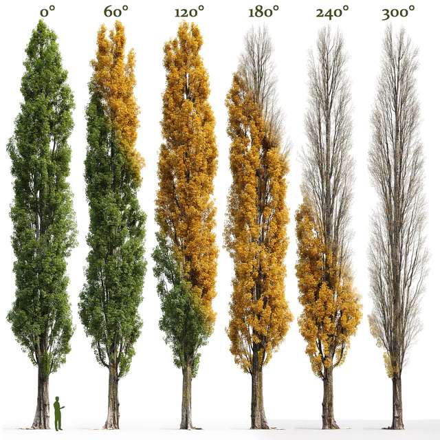 Тополь черный / Poplar / Populus nigra #3 — Скачать