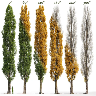 Тополь черный / Poplar / Populus nigra #3 — Вид 5