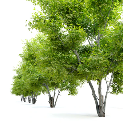 Alee chinese elm (Ulmus parvifolia Allee) — Ver 4