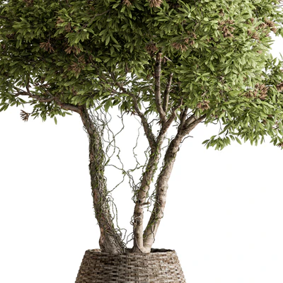 Indoor Plant 605 -Tree in Pot — Ver 3