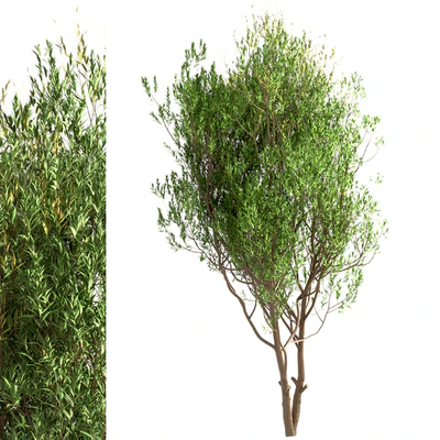 Set of Salix Alba Trees (White Willow) (2 Trees) — Ver 5