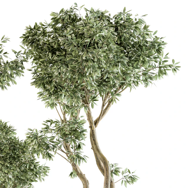 Outdoor Plants tree in Concrete Pot - Set 89 — Descargar