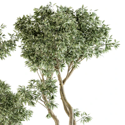 Outdoor Plants tree in Concrete Pot - Set 89 — Ver 5