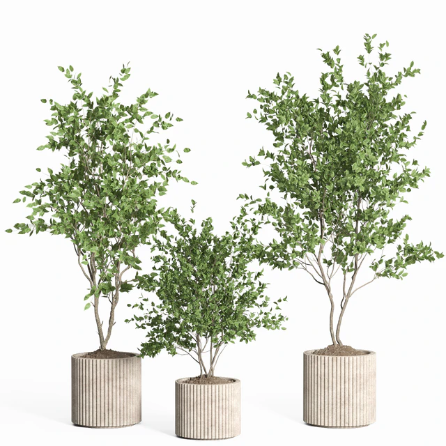 indoor plant set 59-Concrete pot — Descargar