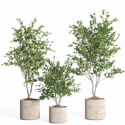 indoor plant set 59-Concrete pot — Ver 4