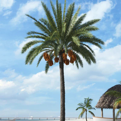 palm trees 019 — Скачать