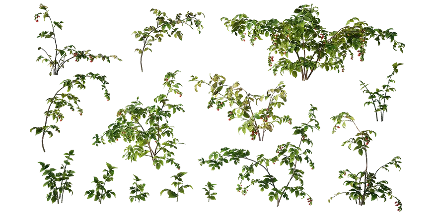 raspberry 001 — Descargar