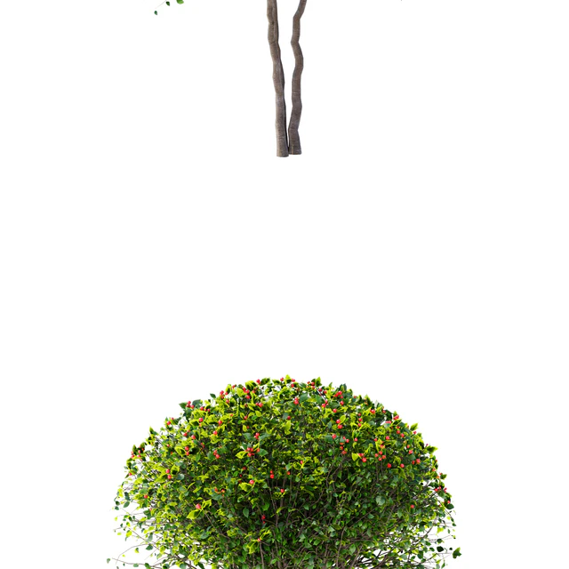 Hawthorn plowy | Crataegus x persimilis — Descargar