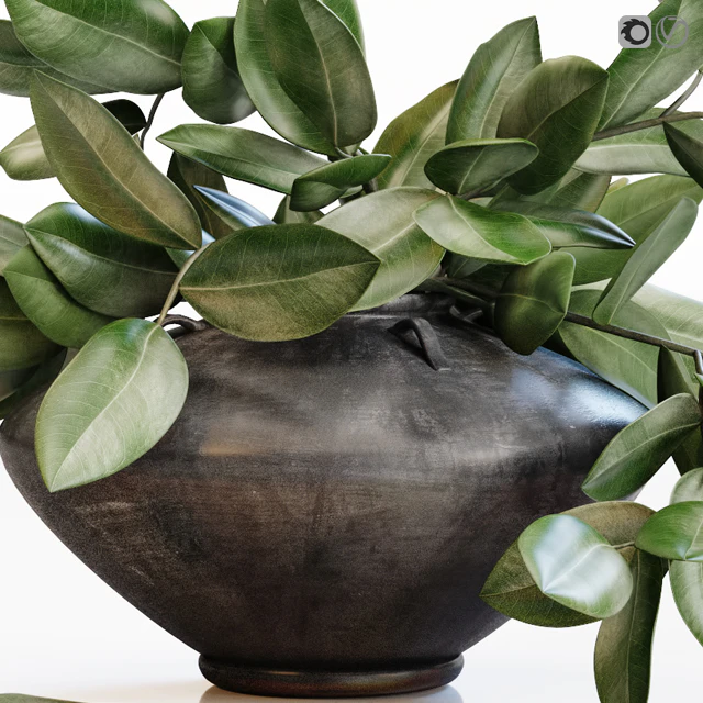Amazing plant in black vase — Скачать