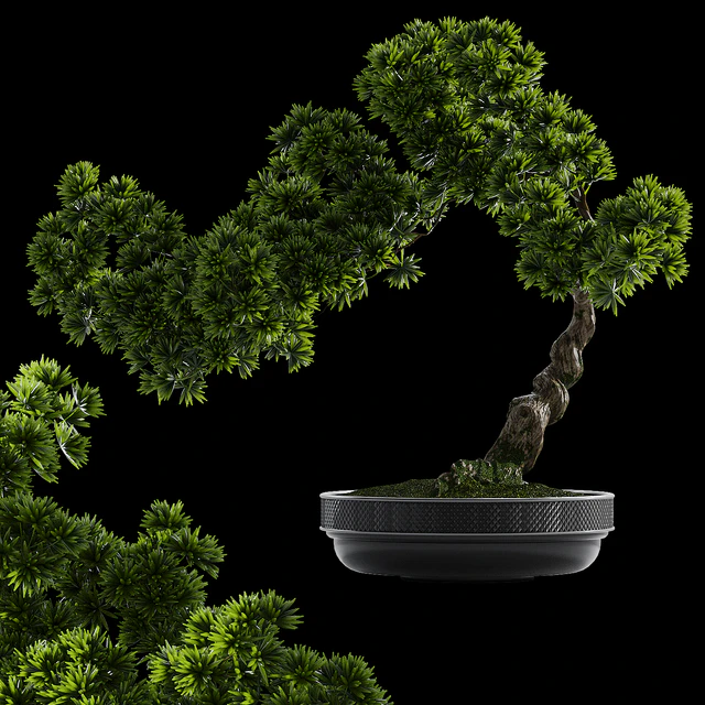 Bonsai plant — Скачать