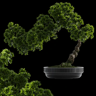 Bonsai plant — Вид 3