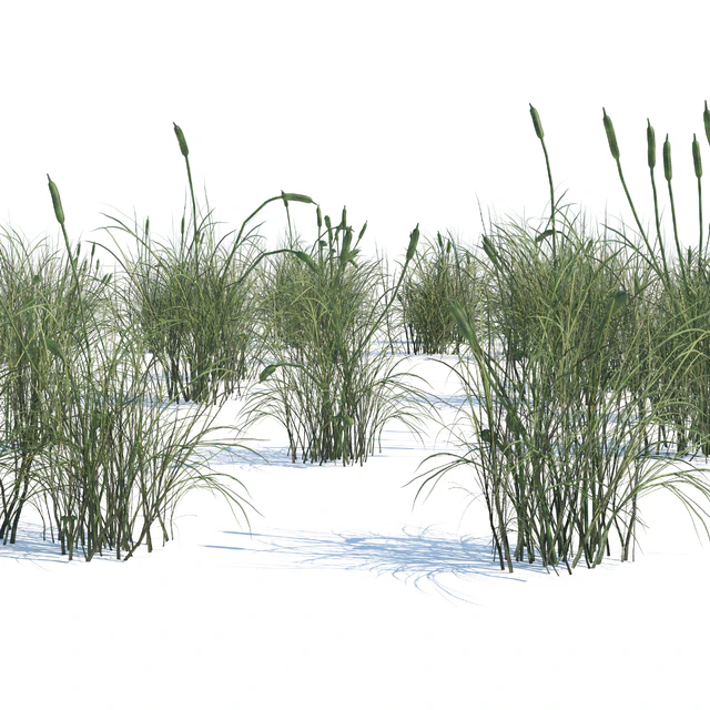 Broadleaf cattail grass cluster — Скачать