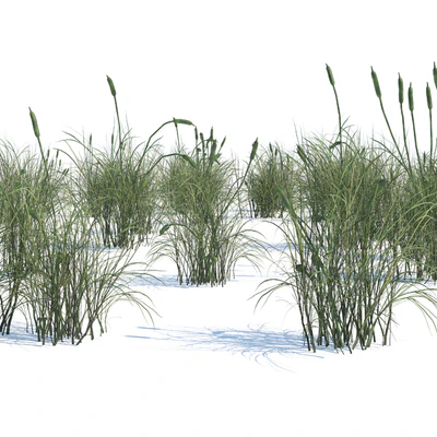 Broadleaf cattail grass cluster — Вид 5