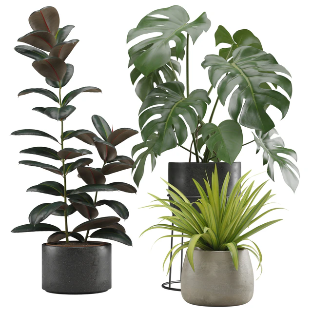 Indoor Plants Pack 15 — Descargar
