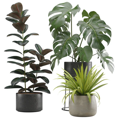 Indoor Plants Pack 15 — Ver 1