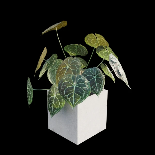 Anthurium clarinervium — Descargar