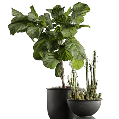 Ficus and cactus — Ver 4
