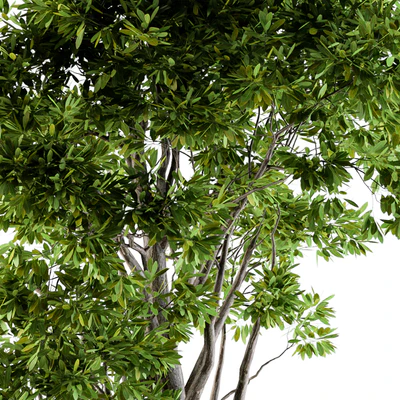 Tree broadleaf n1 — Ver 4