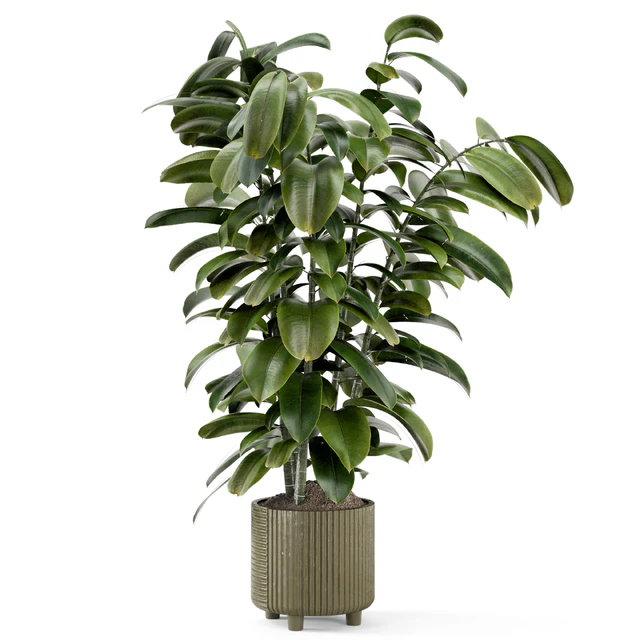 Indoor Ficus Plant in rusty Concrete Pot - Set 966 — Descargar