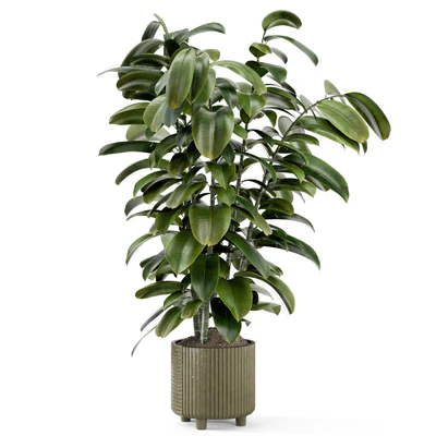 Indoor Ficus Plant in rusty Concrete Pot - Set 966 — Ver 7