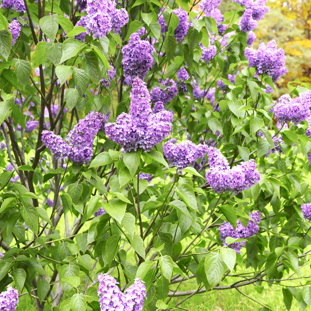 Syringa vulgaris — Скачать