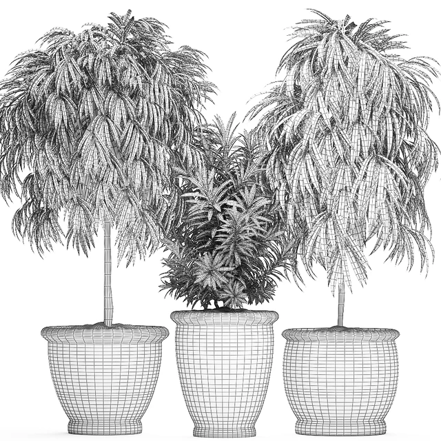 A collection of small ornamental trees for the garden in classic outdoor pots with Ficus ali, Oleander, Topiary. Set 491. — Descargar