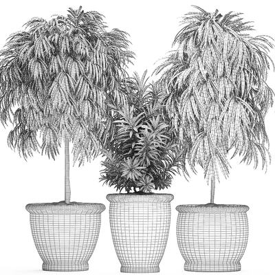 A collection of small ornamental trees for the garden in classic outdoor pots with Ficus ali, Oleander, Topiary. Set 491. — Ver 5