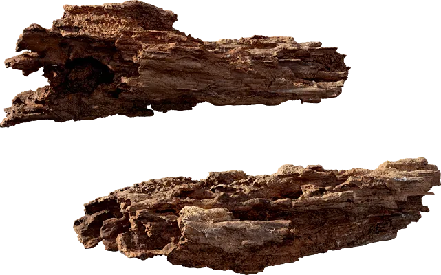 rotten log 001 — Скачать