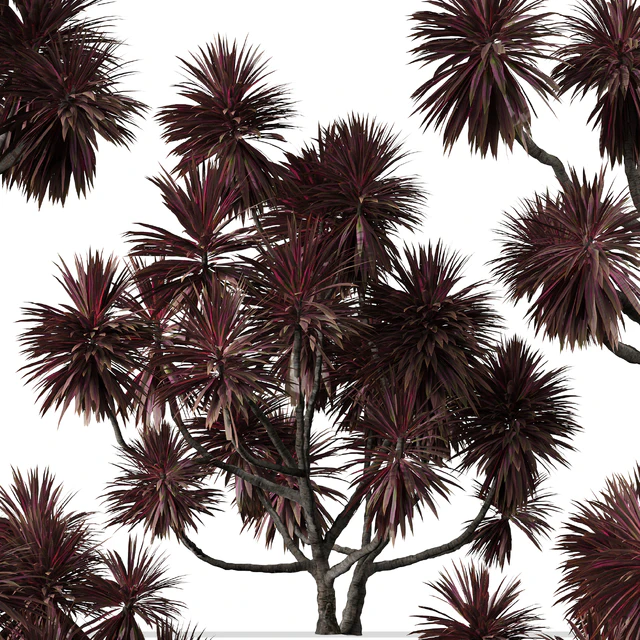 Set of Cordyline australis Trees (Cabbage Tree) (7 Trees) — Descargar
