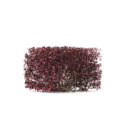 Thunberg Barberry Hedgerow | Berberis thunbergii hedge 2 — Ver 4