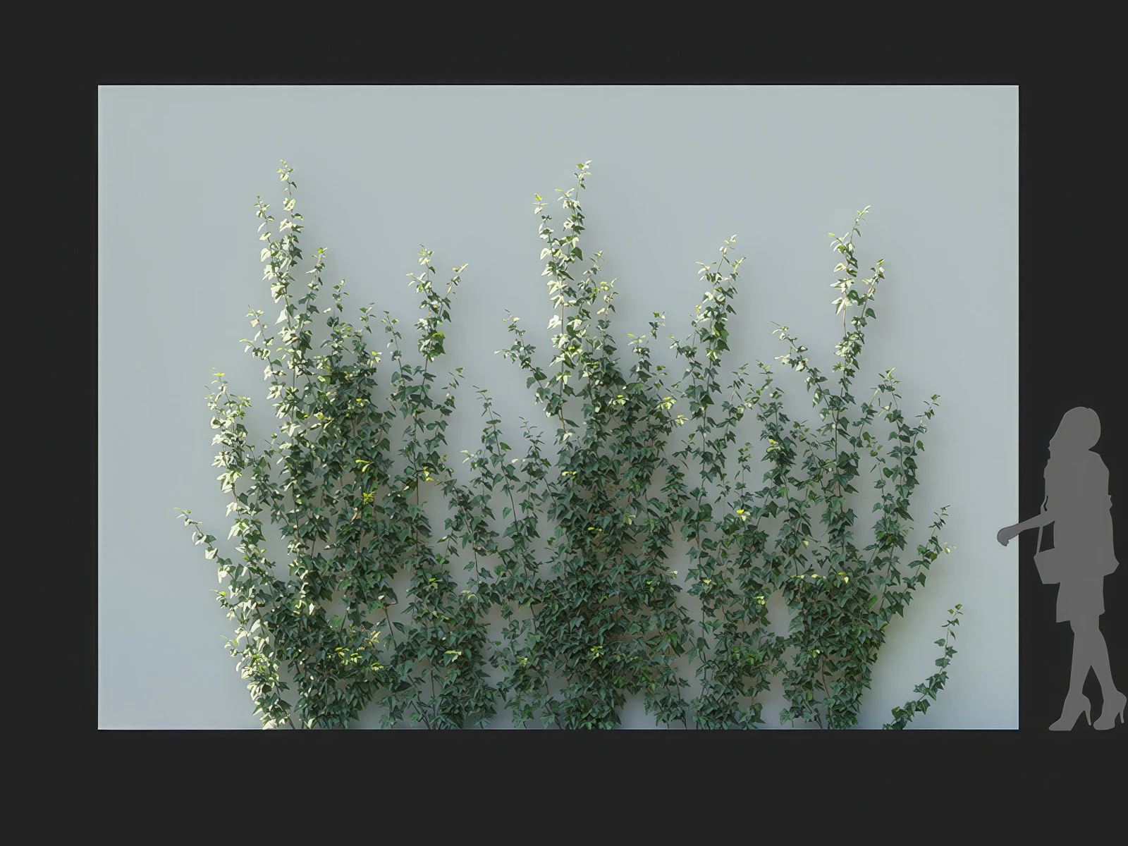 hedera nepalensis 005 — Скачать