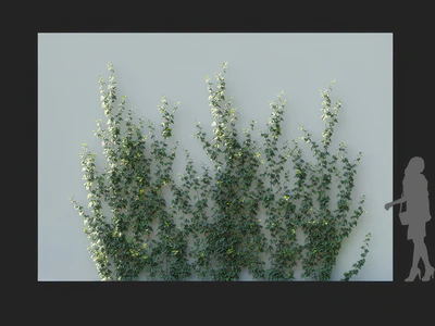 hedera nepalensis 005 — Скачать