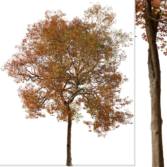 Set of American Sweet Gum Tree (Liquidambar styraciflua) (2 Trees) — Скачать