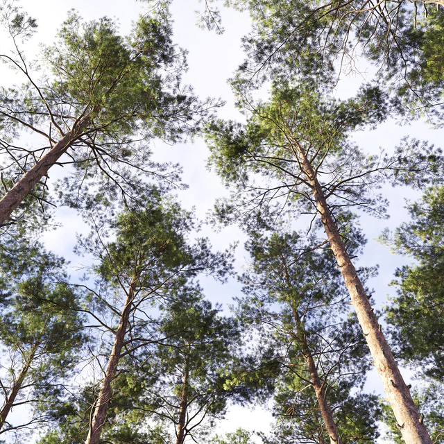 Pinus sylvestris # 10 (22-23m) — Descargar
