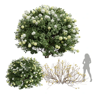 New Plant Edgeworthia Chrysantha Paperbush Viburnum Opulus Roseum Bush — Ver 1