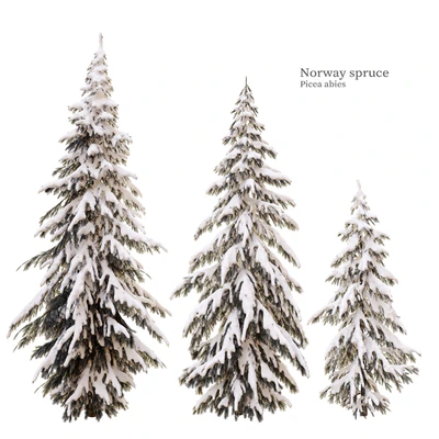 Winter norway spruce — Вид 1