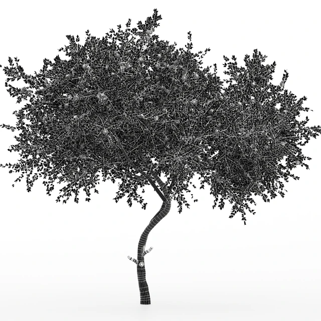 New Plant Orange fruit Tangerine tree001 — Descargar