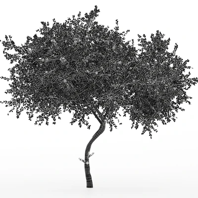 New Plant Orange fruit Tangerine tree001 — Ver 7