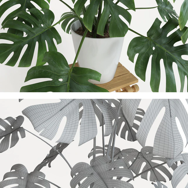 Monstera — Скачать
