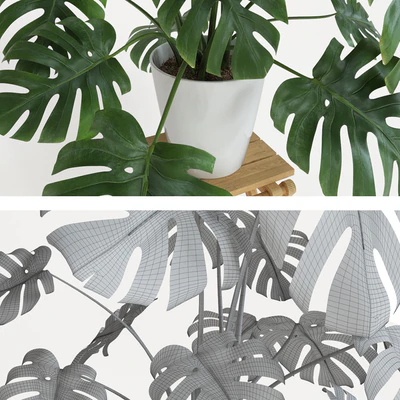 Monstera — Вид 3